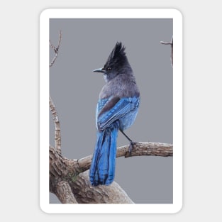 Steller's jay Sticker